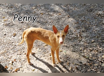 Darf Penny gemeinsam mit Ihnen die kalten Wintertage auf der Couch verbringen?