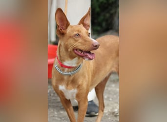 Wunderschöne Venus sucht eine Familie