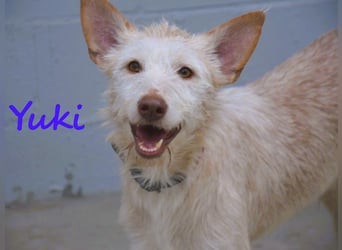 Yuki geb. 06/2022 (ESP) - zarter Podenco Portugues sucht das Glück!