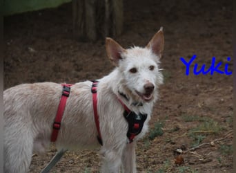 Yuki geb. 06/2022 (ESP) - zarter Podenco Portugues sucht das Glück!