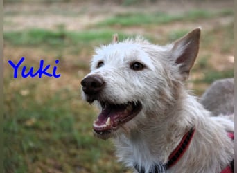 Yuki geb. 06/2022 (ESP) - zarter Podenco Portugues sucht das Glück!