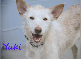 Yuki geb. 06/2022 (ESP) - zarter Podenco Portugues sucht das Glück!