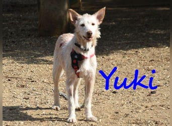 Yuki geb. 06/2022 (ESP) - zarter Podenco Portugues sucht das Glück!