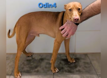 Odin4 geb. 01/2024 (ESP) - liebenswerter, edler und sanfter Podenco! Odin4 geb. 01/2024 (ESP) - liebenswerter, edler und sanfter Podenco!
