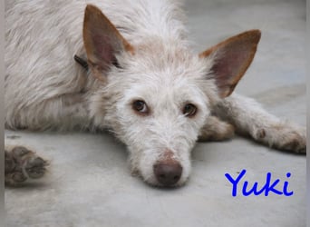 Yuki geb. 06/2022 (ESP) - zarter Podenco Portugues sucht das Glück!