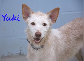 Yuki geb. 06/2022 (ESP) - zarter Podenco Portugues sucht das Glück!
