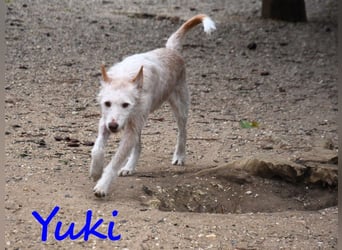 Yuki geb. 06/2022 (ESP) - zarter Podenco Portugues sucht das Glück!
