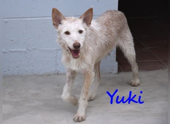 Yuki geb. 06/2022 (ESP) - zarter Podenco Portugues sucht das Glück!