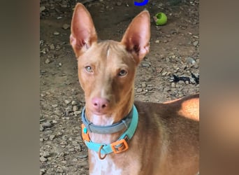 Mango geb. 07/2024 (ESP) - neugieriger und fröhlicher, tapferer Podenco!