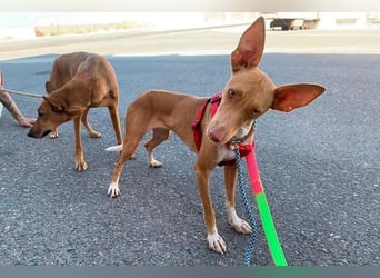 QUINOA das zarte Mädchen