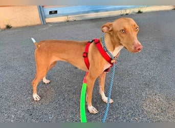 QUINOA das zarte Mädchen