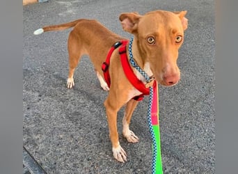 QUINOA das zarte Mädchen