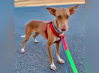 QUINOA das zarte Mädchen