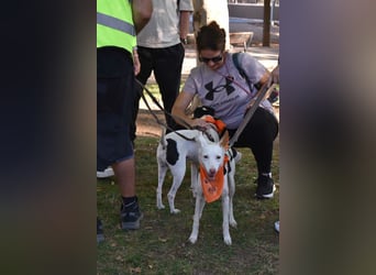 JUANI, w., kastr., Podenco-Mix, 44 cm, geb. 06/2022 (Düsseldorf) JUANI, w., kastr., Podenco-Mix, 44 cm, geb. 06/2022 (Düsseldorf)