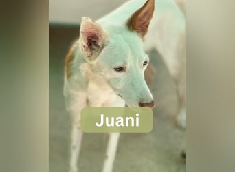 JUANI, w., kastr., Podenco-Mix, 44 cm, geb. 06/2022 (Düsseldorf) JUANI, w., kastr., Podenco-Mix, 44 cm, geb. 06/2022 (Düsseldorf)