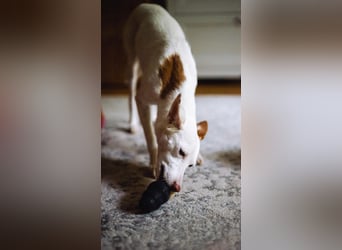 JUANI, w., kastr., Podenco-Mix, 44 cm, geb. 06/2022 (Düsseldorf) JUANI, w., kastr., Podenco-Mix, 44 cm, geb. 06/2022 (Düsseldorf)