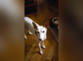 JUANI, w., kastr., Podenco-Mix, 44 cm, geb. 06/2022 (Düsseldorf) JUANI, w., kastr., Podenco-Mix, 44 cm, geb. 06/2022 (Düsseldorf)