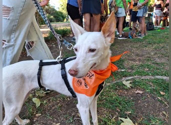 JUANI, w., kastr., Podenco-Mix, 44 cm, geb. 06/2022 (Düsseldorf) JUANI, w., kastr., Podenco-Mix, 44 cm, geb. 06/2022 (Düsseldorf)