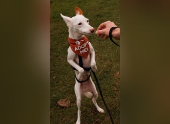 JUANI, w., kastr., Podenco-Mix, 44 cm, geb. 06/2022 (Düsseldorf) JUANI, w., kastr., Podenco-Mix, 44 cm, geb. 06/2022 (Düsseldorf)