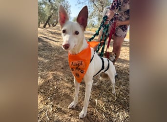 JUANI, w., kastr., Podenco-Mix, 44 cm, geb. 06/2022 (Düsseldorf) JUANI, w., kastr., Podenco-Mix, 44 cm, geb. 06/2022 (Düsseldorf)