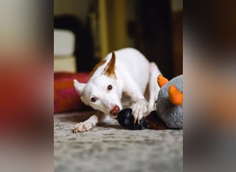 JUANI, w., kastr., Podenco-Mix, 44 cm, geb. 06/2022 (Düsseldorf) JUANI, w., kastr., Podenco-Mix, 44 cm, geb. 06/2022 (Düsseldorf)