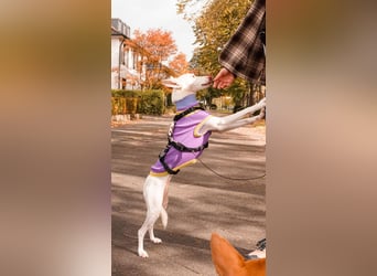 JUANI, w., kastr., Podenco-Mix, 44 cm, geb. 06/2022 (Düsseldorf) JUANI, w., kastr., Podenco-Mix, 44 cm, geb. 06/2022 (Düsseldorf)