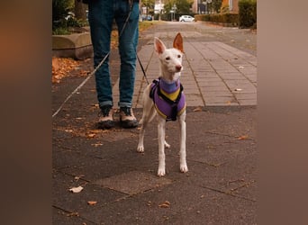 JUANI, w., kastr., Podenco-Mix, 44 cm, geb. 06/2022 (Düsseldorf) JUANI, w., kastr., Podenco-Mix, 44 cm, geb. 06/2022 (Düsseldorf)