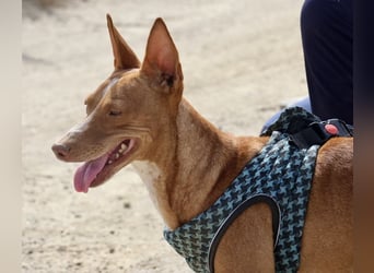 Willie - lässt sich gerne anfassen, freundlich und leinenführig