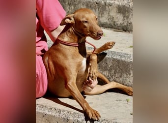 Florinda, freundlich, verspielt, neugierig, bereits in Deutschland