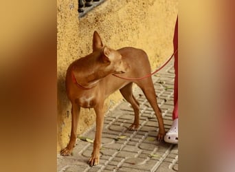 Florinda, freundlich, verspielt, neugierig, bereits in Deutschland