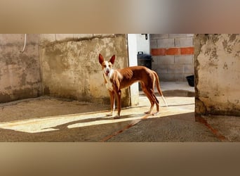 AYLA-sozial, ruhig, ausgeglichen sucht sehnsüchtig ihr "Für-immer-Zuhause"