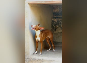 AYLA-sozial, ruhig, ausgeglichen sucht sehnsüchtig ihr "Für-immer-Zuhause"