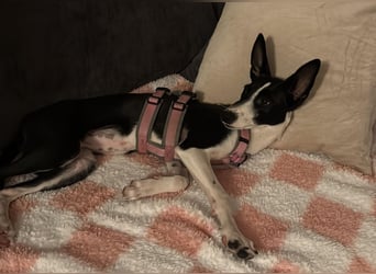 Peppa sucht hundeliebende Familie Peppa sucht hundeliebende Familie