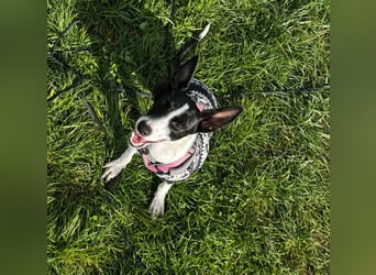 Peppa sucht hundeliebende Familie Peppa sucht hundeliebende Familie