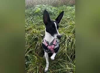 Peppa sucht hundeliebende Familie Peppa sucht hundeliebende Familie