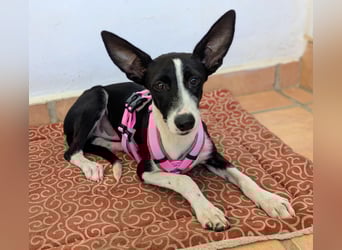 Peppa sucht hundeliebende Familie Peppa sucht hundeliebende Familie