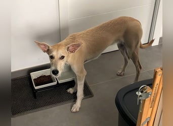 Ronya wünscht sich ein Für-Immer-Zuhause