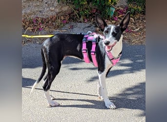 Peppa sucht hundeliebende Familie Peppa sucht hundeliebende Familie