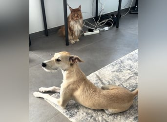 Ronya wünscht sich ein Für-Immer-Zuhause