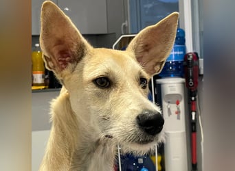 Ronya wünscht sich ein Für-Immer-Zuhause