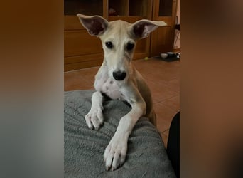 Ronya wünscht sich ein Für-Immer-Zuhause