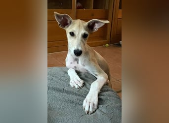 Ronya wünscht sich ein Für-Immer-Zuhause