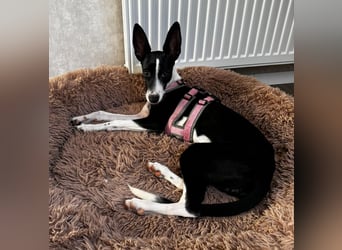 Peppa sucht hundeliebende Familie Peppa sucht hundeliebende Familie