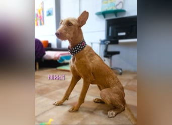 Nikki1 geb. 03/2022 (ESP) - liebe und zarte Podenca!