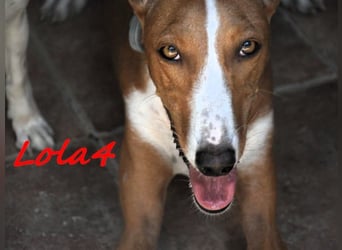 Lola4 geb. 08/2024 (ESP) - verspielte und kluge Podenco Canario Hündin!