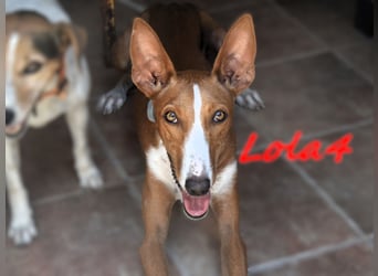 Lola4 geb. 08/2024 (ESP) - verspielte und kluge Podenco Canario Hündin!