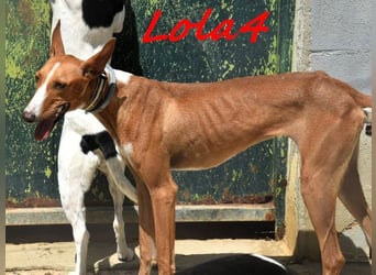 Lola4 geb. 08/2024 (ESP) - verspielte und kluge Podenco Canario Hündin!