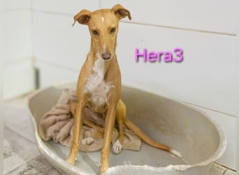 Hera3 geb. 02/2023 (ESP) - fröhliche, entspannte und dankbare Podenca! Hera3 geb. 02/2023 (ESP) - fröhliche, entspannte und dankbare Podenca!
