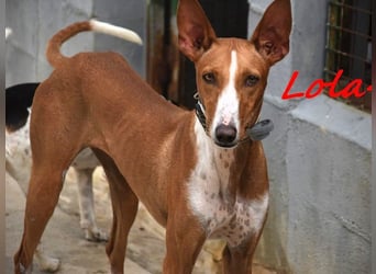 Lola4 geb. 08/2024 (ESP) - verspielte und kluge Podenco Canario Hündin!
