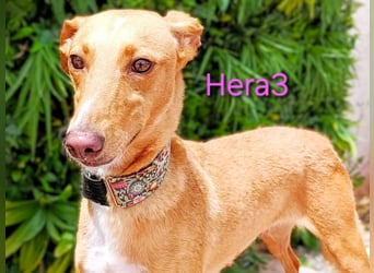 Hera3 geb. 02/2023 (ESP) - fröhliche, entspannte und dankbare Podenca! Hera3 geb. 02/2023 (ESP) - fröhliche, entspannte und dankbare Podenca!